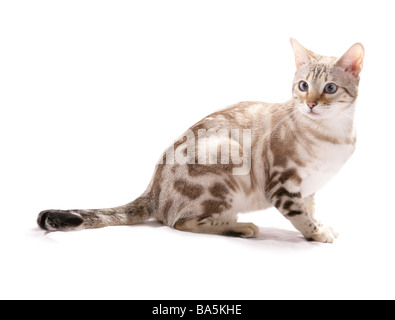 Blue eyed Schnee marmoriert Bengal-Katze sitzend Portrait Studio Stockfoto