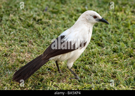 Südlichen Pied Schwätzer (Turdoides bicolor), Namibia, Afrika Stockfoto