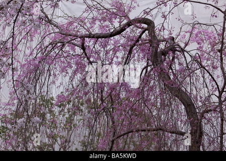 Rosa blühte voll Weinen Kirschbaum Stockfoto