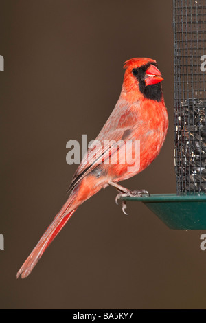 Männlich-Kardinal am Futterhäuschen Stockfoto