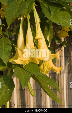 Die Engelstrompete (Datura) Brugmasia Aurea Solanaceae Stockfoto