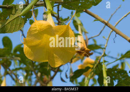 Die Engelstrompete (Datura) Brugmasia Aurea Solanaceae Stockfoto