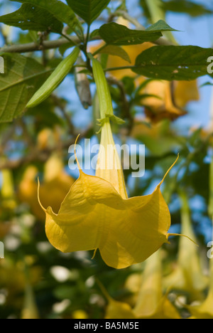 Die Engelstrompete (Datura) Brugmasia Aurea, Solanaceae Stockfoto