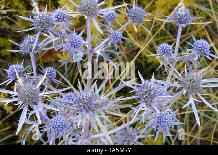 Amethyst Sea Holly Eryngium Amethystinum, S. Stefano di Sessanio L'Aquila Abruzzen, Italien Stockfoto