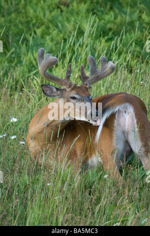 White-tailed Buck Pflege selbst Stockfoto