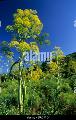 Afrikanische Ammoniacum Ferula Communis Blütenstand, Umbrellaceae, Tolfa-Berge, Viterbo, Italien Stockfoto