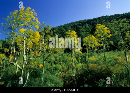 Afrikanische Ammoniacum Ferula Communis Blütenstand, Umbrellaceae, Tolfa-Berge, Viterbo, Italien Stockfoto