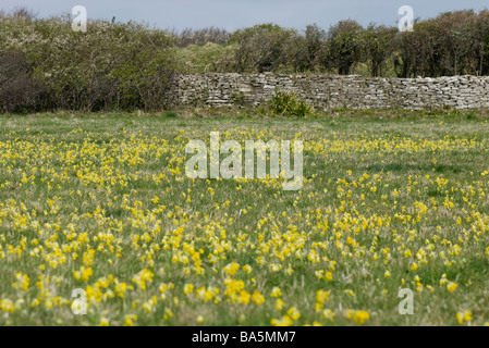 Schlüsselblumen im Rasen Wiese Stockfoto