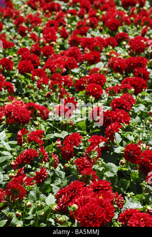 Blüten der Pfingstrose (Paeonia SP.), Peoniacee Stockfoto