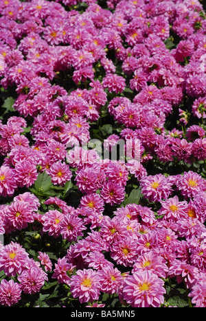 Blüten der Pfingstrose (Paeonia SP.), Peoniacee Stockfoto