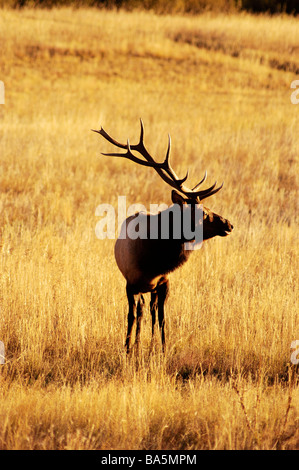 ein Stier Elch im Morgengrauen in Rocky Mountain Nationalpark Stockfoto