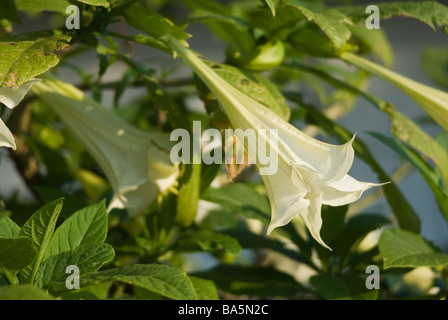 Die Engelstrompete (Datura) Brugmasia Aurea 'Double White', Solanaceae Stockfoto