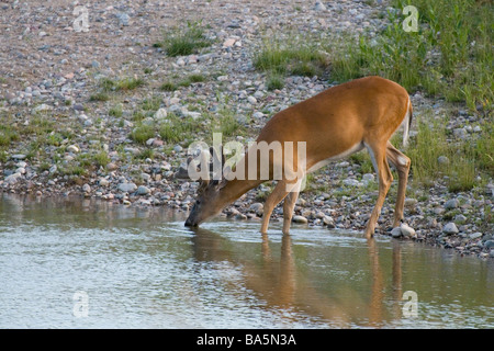 White-tailed Buck trinken aus einem Teich Stockfoto