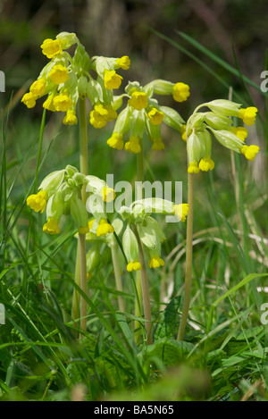 Schlüsselblumen Stockfoto