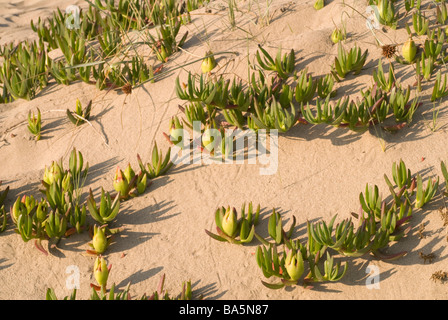 Hottentotten Fig Khoi Edulis Forma Rubescens aus Südafrika eingebürgert weit im Süden Europas, Castel Porziano, Italien Stockfoto