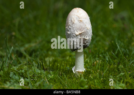 wilde Pilze wachsen auf einer Wiese Stockfoto