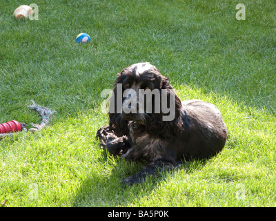 English Cocker Spaniel Stockfoto