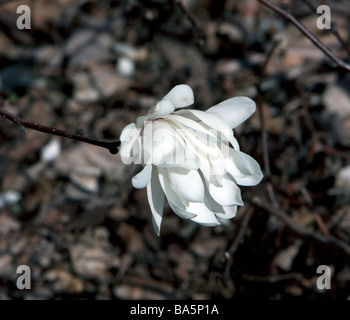 MAGNOLIA X LOEBNERI SORTE BALLERINA Stockfoto