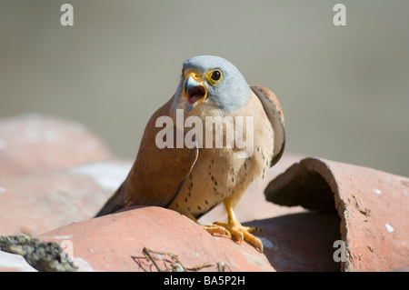 Lesser Kestrel Falco Naumanni Extremadura Spanien Stockfoto