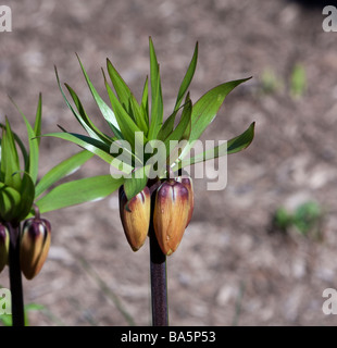 Ein Crown Imperial Fritillaria Lutea Allium Zwiebelpflanze. Stockfoto