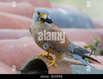 Männliche Lesser Kestrel Falco Naumanni mit Insekt Extremadura Spanien Stockfoto