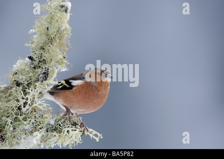 Buchfink thront auf einem moosigen Zweig in den Cairngorms-inScotland Stockfoto