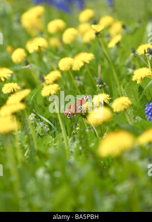 Ein Tagpfauenauge auf einem Löwenzahn im zeitigen Frühjahr in einen wilden englischen Garten fotografiert. Stockfoto