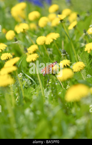 Ein Tagpfauenauge auf einem Löwenzahn im zeitigen Frühjahr in einen wilden englischen Garten fotografiert. Stockfoto