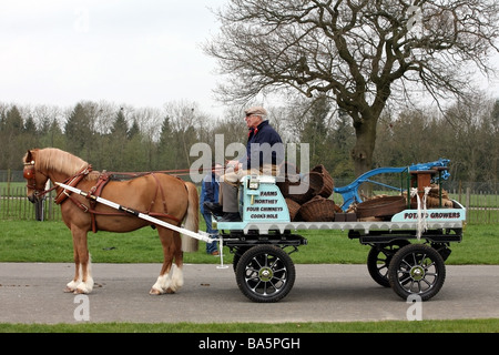 Braune Hengst ziehen einen Wagen bei der London Kabelbaum Pferdeparade Stockfoto