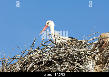 Weißstorch-Ciconia Ciconia Extremadura Spanien Stockfoto