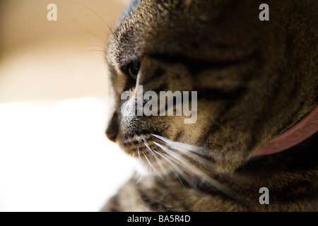 Tabby Katze Porträt Stockfoto
