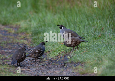 Mehreren California Wachteln auf dem Rasen, Point Reyes National Seashore, Kalifornien, USA Stockfoto