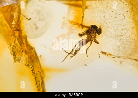 Fliegen Sie in prähistorischen baltischen Bernstein aus Litauen Stockfoto