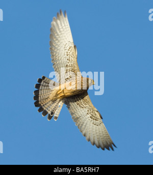 Lesser Kestrel Falco Naumanni Extremadura Spanien Stockfoto
