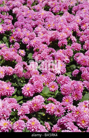 Blüten der Pfingstrose (Paeonia SP.), Peoniacee Stockfoto