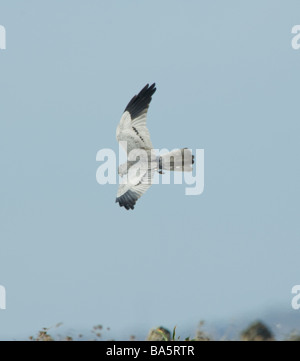 Montagu s Harrier Circus Pygargus Extremadura Spanien Stockfoto