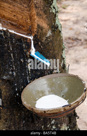 Latex aus einem Gummibaum gesammelt werden, auf einer Plantage in der Nähe von Tay Ninh Vietnam Stockfoto