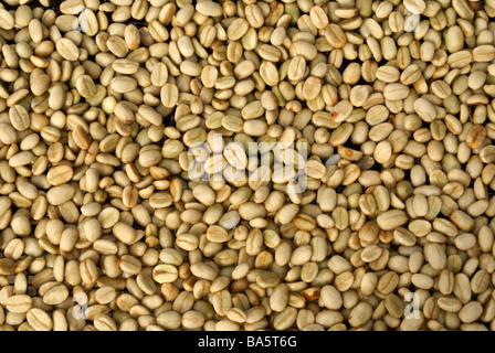 Rohe Kaffeebohnen trocknen auf der Finca Selva Negra Kaffee Plantage in der Nähe von Matagalpa, Nicaragua Stockfoto