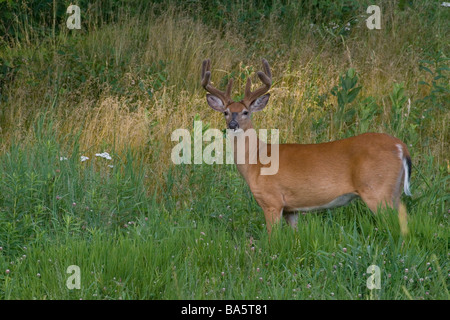 White-tailed Bock auf Nahrungssuche in eine Sommerwiese Stockfoto