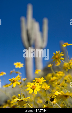 Encilia Farinosa spröde Bush ist ein Mitglied der Sonnenblume-Familie, die diese in der Nähe ein Saguaro-Kaktus in Arizona blühten Stockfoto