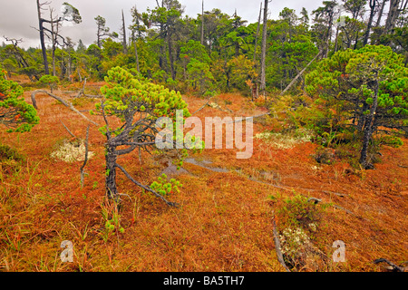 Verzerrte Ufer Kiefer Bäume Pinus Contorta Var Contorta und Sphagnum Moos Sphagnum Cymbifolium wächst im Moor entlang der Küste Stockfoto