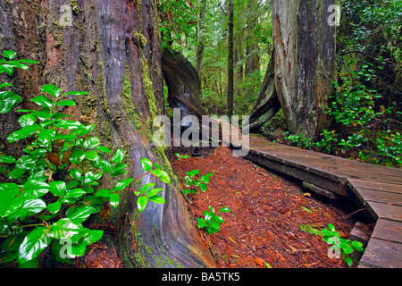 Promenade entlang der Rainforest Trail zwischen zwei westlichen Redcedar Bäume westliche rote Zeder Thuja Plicata. Stockfoto