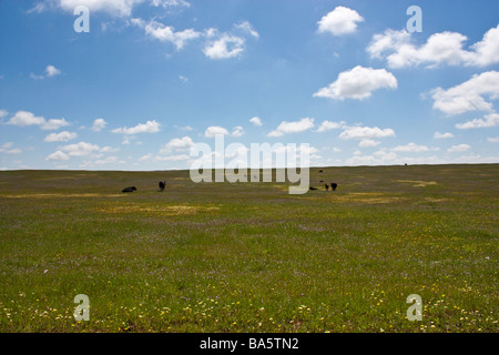 Nordkalifornien Wildblumen in der Nähe von Sacramento-Kalifornien Stockfoto