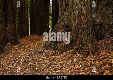 Kalifornischen Redwood Bäume Sequoia Semperviren gepflanzt im Jahre 1938 Victoria Australien Stockfoto