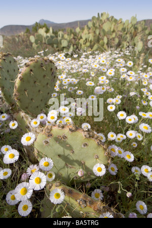 Ausbreitung der Wüste Berufkraut Daiseys blühen ringsum ein Feigenkaktus in Arizona Erigeron divergens Stockfoto