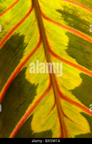 Nahaufnahme der Marantaceae (Gebet Pflanze) Blatt Stockfoto