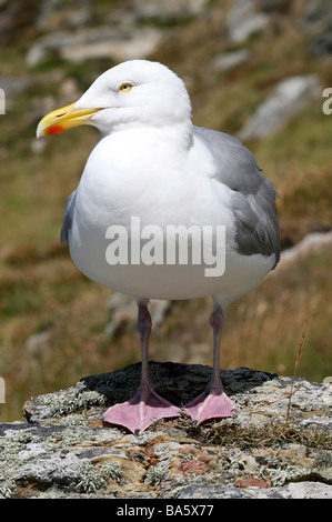 Porträt der Silbermöwe Larus Argentatus stehen auf Felsen an South Stack RSPB Reserve, Anglesey, Wales, UK Stockfoto