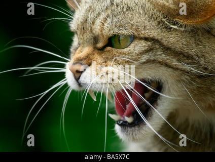 Knurrend schottische Wildkatze (Felis Sylvestris) Stockfoto