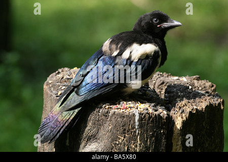 Schwarz gekleidete Magpie Pica pica Pica Im Sonnenlicht, Die Irisierendes Gefieders zeigt Stockfoto