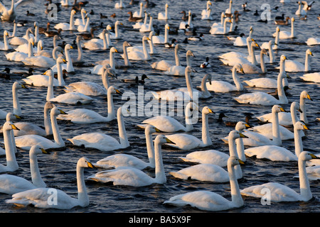 Große Herde von Whooper Schwäne Cygnus Cygnus an Martin bloße WWT, Lancashire UK Stockfoto